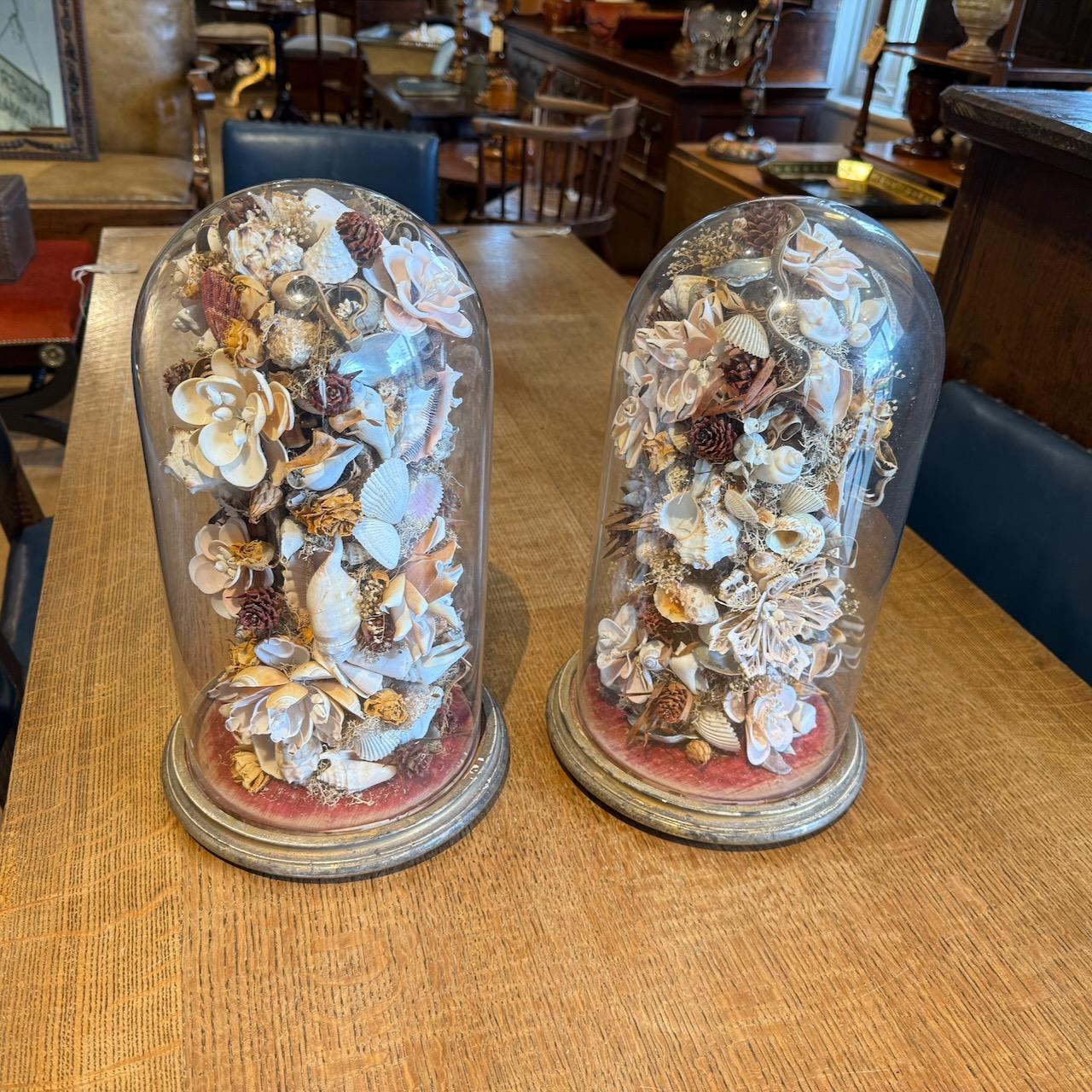 Pair of Shell Arrangements under Glass Domes 
